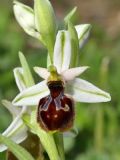 Ophrys exaltata subsp. montis-leonis